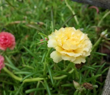 Sarı Purslane çiçeği doğada.