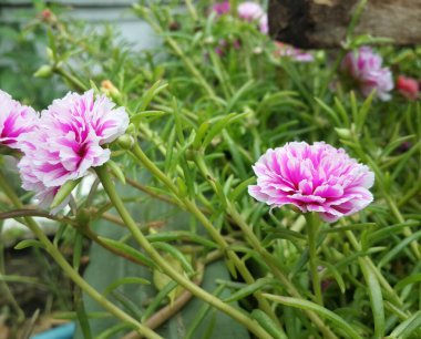 Pembe Plumeria çiçeği doğada.