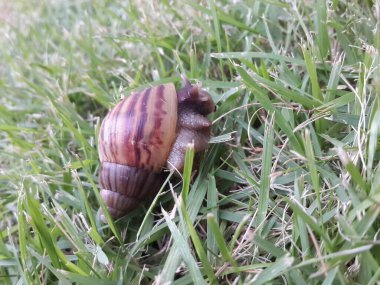 yeşil yaprakları arka salyangoz.