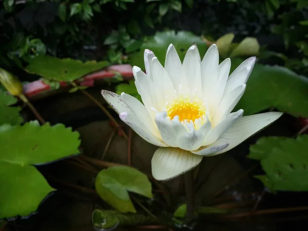 Красивый Белый Цветок Лотоса Пруду — стоковое фото