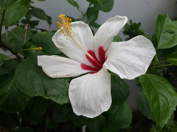 Bílá Zelená Ibišková Květina — Stock fotografie