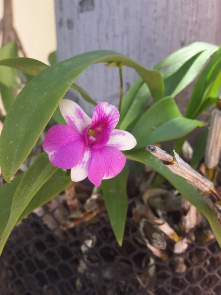 stock image pink orchid flower in the garden.