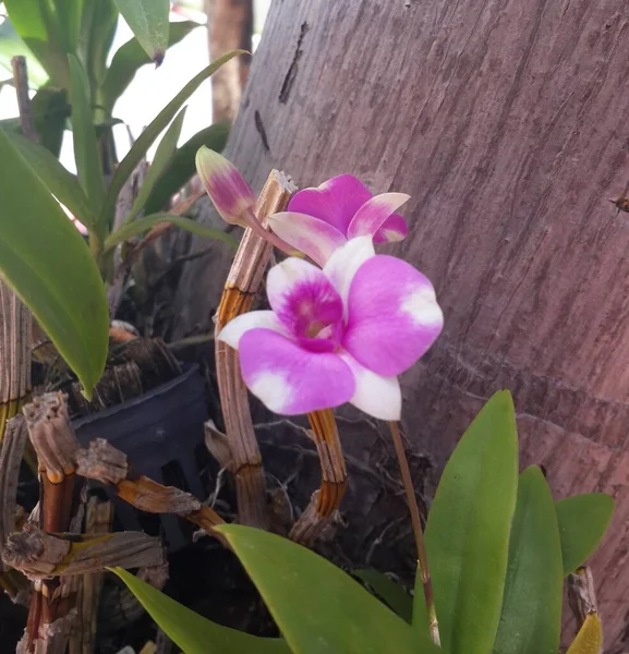 Flor Orquídea Rosa Natureza — Fotografia de Stock