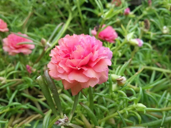 stock image Pink Common Purslane flower in nature.