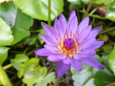 Gölette güzel bir nilüfer çiçeği. Yeşil yapraklı mor nilüfer çiçeği.