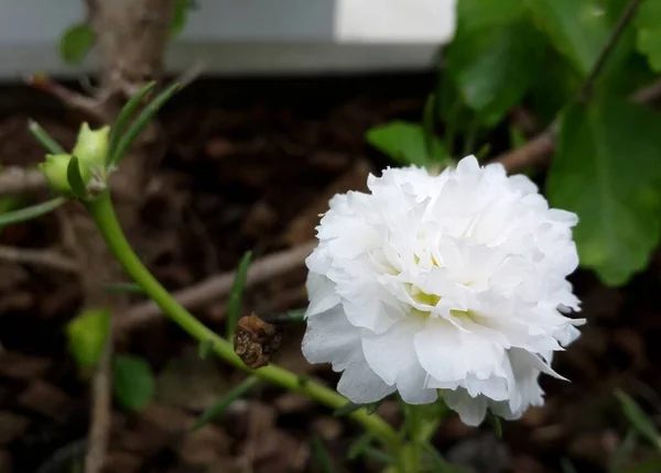 Weiße Plumeria Blume Boden — Stockfoto