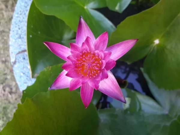 View Beautiful Lotus Flower Pink Lotus Green Leaves Background — Stock Photo, Image
