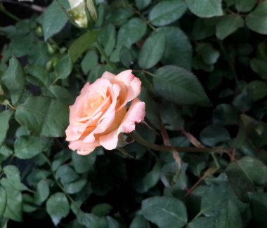 Güzel çiçeklerin güzel manzarasını kapat. 