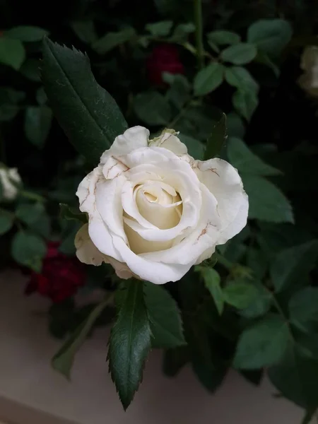 Weiße Rose Blume Auf Grünen Blättern Hintergrund — Stockfoto