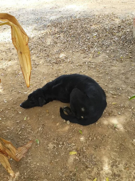 Schwarzer Hund Schläft Auf Dem Boden — Stockfoto