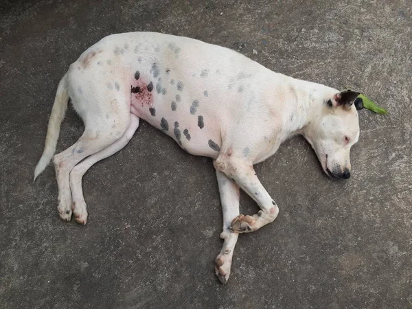Pies Śpi Tle Cementu — Zdjęcie stockowe