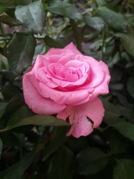 Közeli Kilátás Gyönyörű Rózsaszín Rózsa Virág Kertben — Stock Fotó