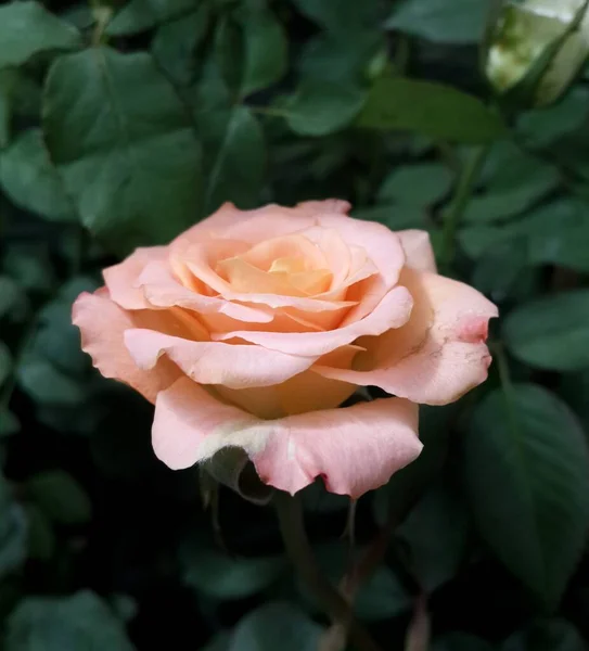 Bahçedeki Güzel Güller — Stok fotoğraf