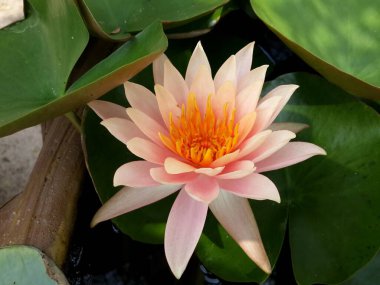 Göletteki güzel nilüfer 