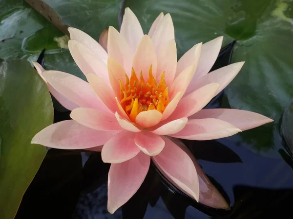 Gölette Bir Nilüfer Çiçeği — Stok fotoğraf