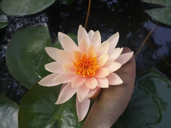 Havuzda Güzel Çiçek Açan Lotus Çiçeği — Stok fotoğraf