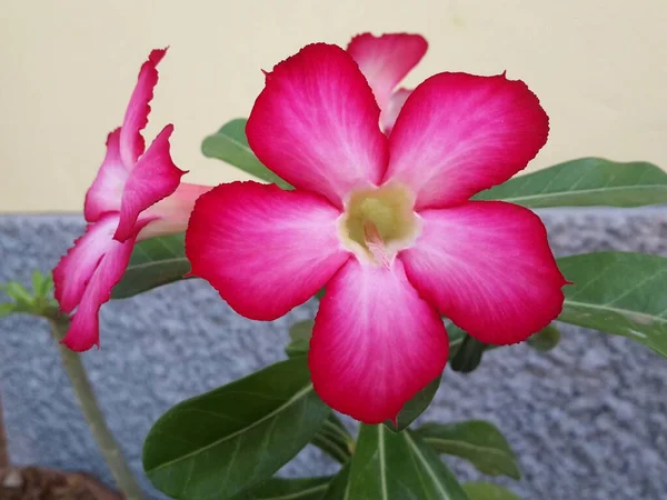 Red Desert Rose Flower Tree — Stock Photo, Image