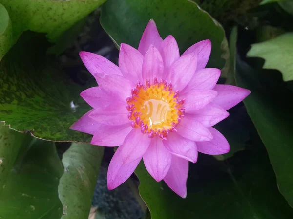 stock image lotus flower in the garden 