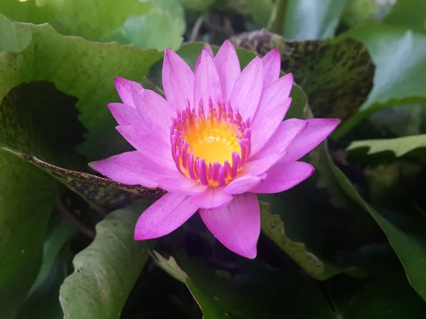 Bahçedeki Nilüfer Çiçeği — Stok fotoğraf