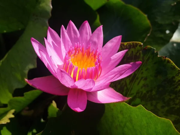 Прекрасный Цветок Лотоса Пруду — стоковое фото