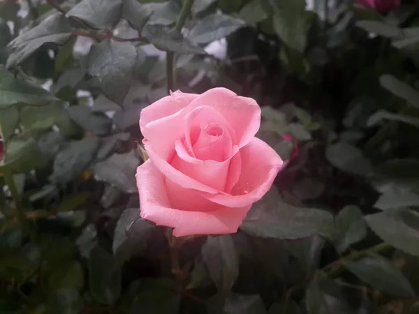 Vaaleanpunainen Ruusu Kukka Luonnossa — kuvapankkivalokuva
