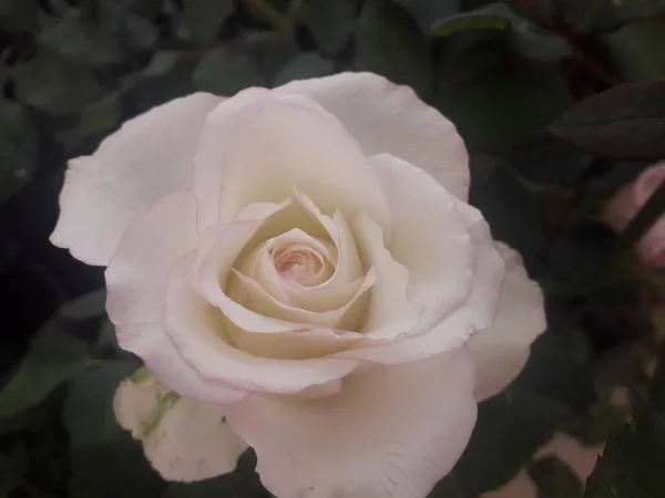 Primeros Planos Flor Rosa Blanca — Foto de Stock