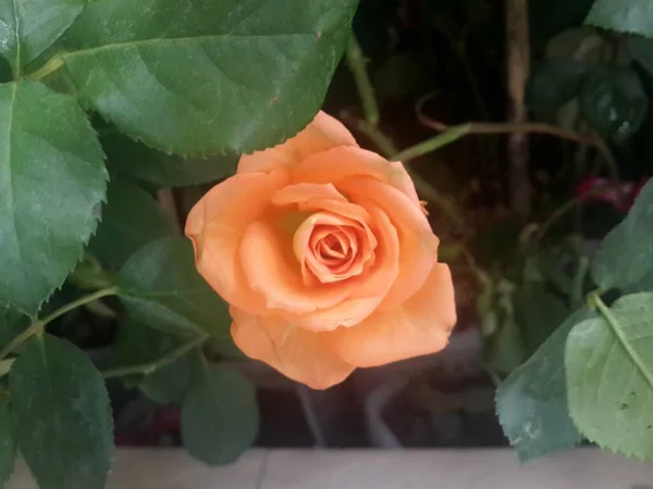 Kwiat Róży Pomarańczowej Przyrodzie — Zdjęcie stockowe