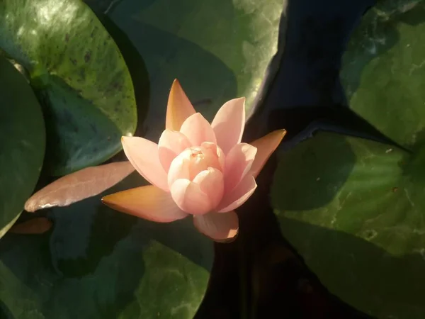 Yeşil Yapraklar Üzerinde Pembe Nilüfer Çiçeği — Stok fotoğraf