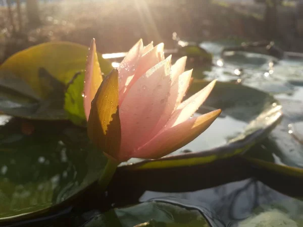 Fleur Lotus Rose Dans Nature — Photo
