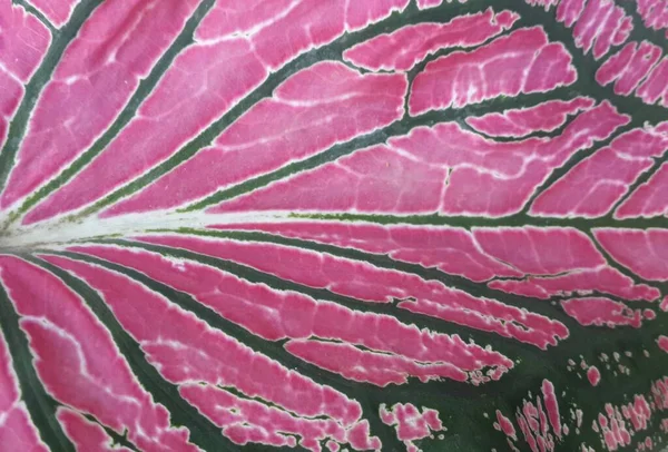 Roze Bladeren Textuur Achtergrond — Stockfoto