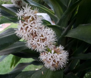 Ağaçtaki Dracaenas çiçeği.