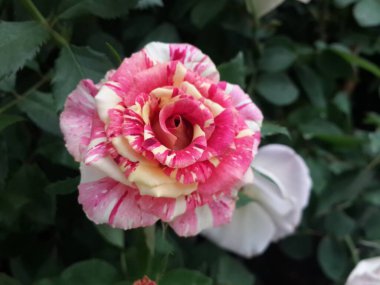 Bahçede güzel pembe bir gül 