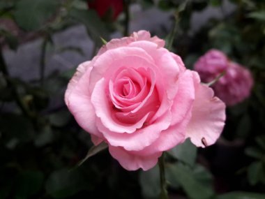 Bahçede güzel pembe bir gül 