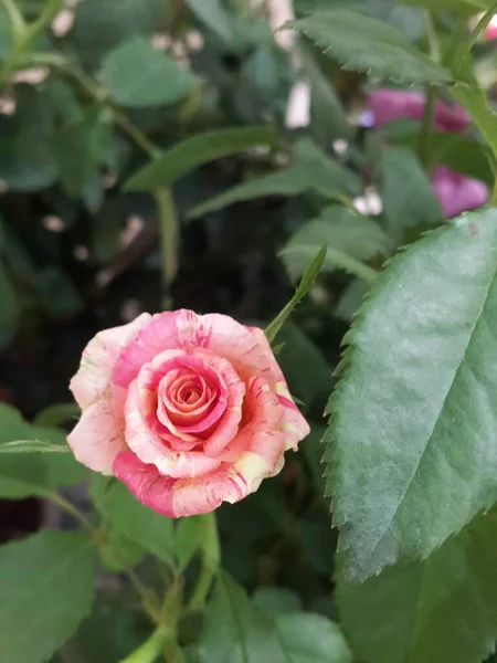 Rózsa Virág Zöld Levelek Kertben — Stock Fotó
