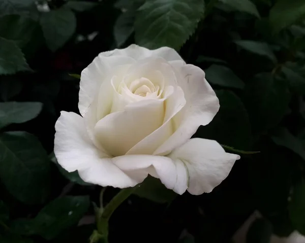 Kaunis Ruusu Kukkia Puutarhassa — kuvapankkivalokuva