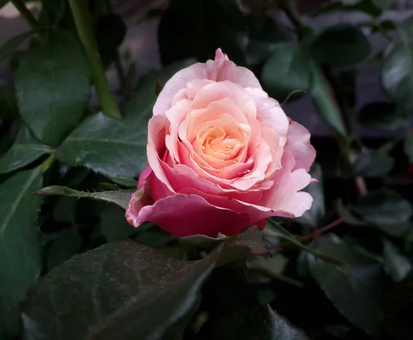 Rose Rose Sur Fond Vert Feuilles — Photo