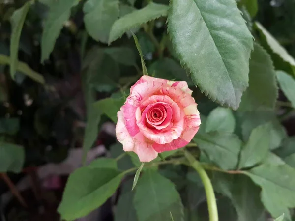 Gyönyörű Rózsa Virág Virágzik Kertben — Stock Fotó