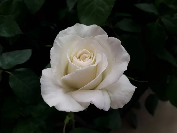 Zbliżenie Biała Róża Zielonym Tle Liści — Zdjęcie stockowe