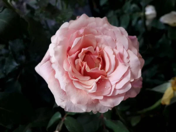 Kaunis Ruusu Kukka Puutarhassa — kuvapankkivalokuva