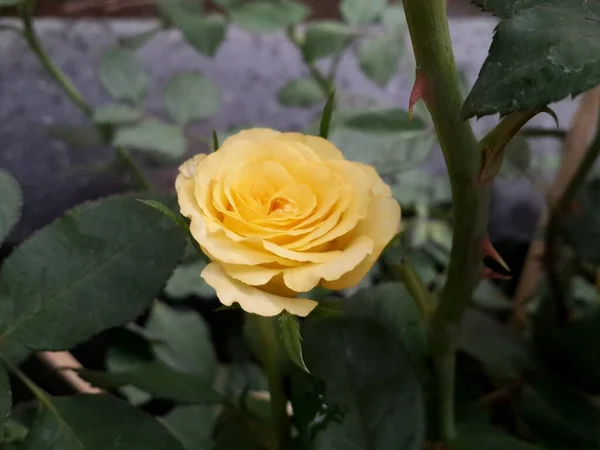 Keltaisia Ruusuja Puutarhassa — kuvapankkivalokuva
