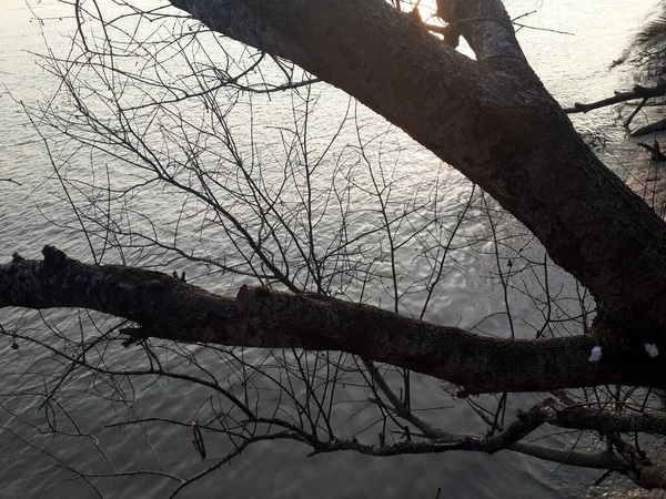 水の上の木の枝 — ストック写真