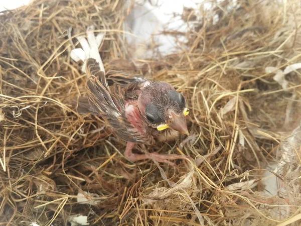 Ein Vogel Nest — Stockfoto
