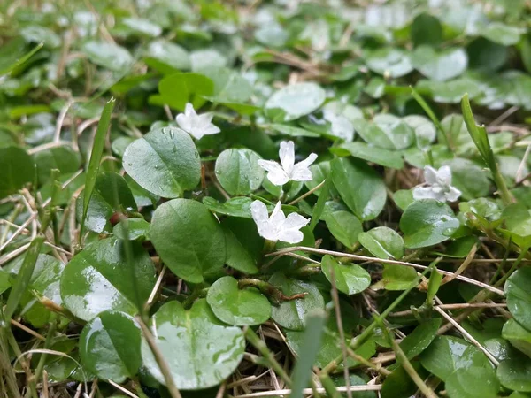 庭の小さな白い花と緑の葉 — ストック写真