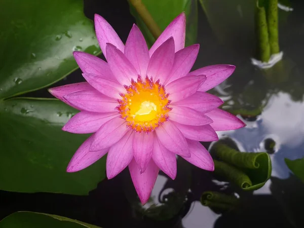 Top view lotus flower and green leaves in pond.