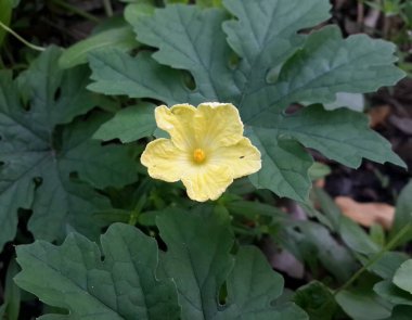 Bahçedeki güzel çiçekler 