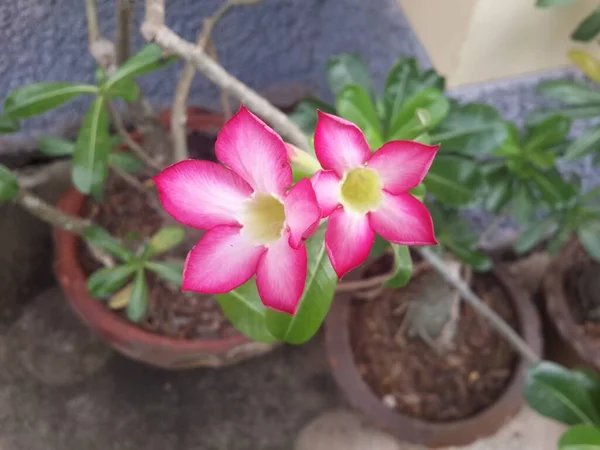 Bahçedeki Pembe Çiçek — Stok fotoğraf