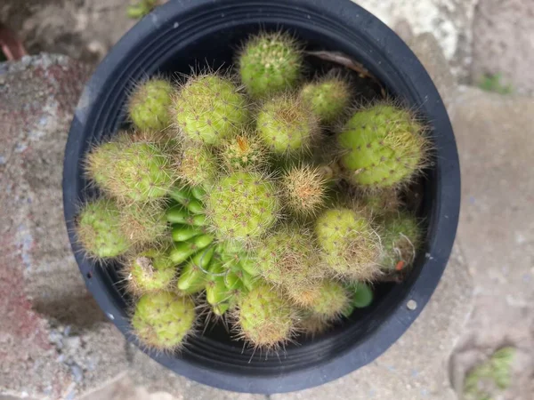 Vista Superior Cactis Verde — Foto de Stock