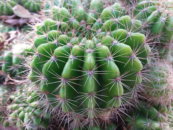 Primo Piano Verde Grande Cactus — Foto Stock