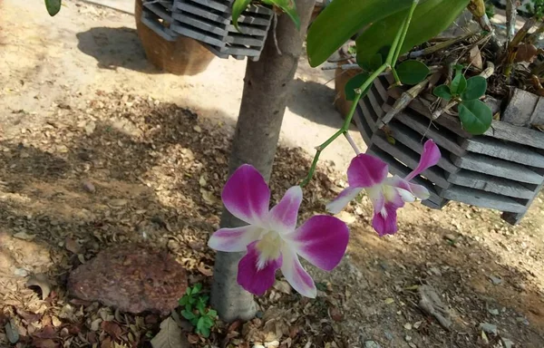 Рожева Квітка Орхідеї Природі — стокове фото
