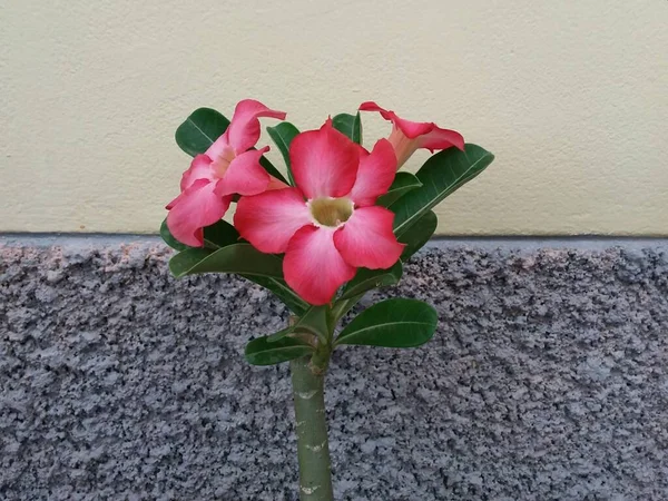 Red desert rose flower on tree.